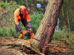 Trusted Madera, CA Tree Services Experts