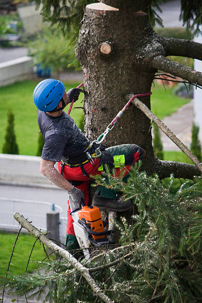 Lawn Drainage Solutions in Madera, CA